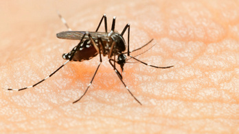 A klímaváltozás miatt egymilliárddal több ember lehet kitéve szúnyogok okozta betegségeknek