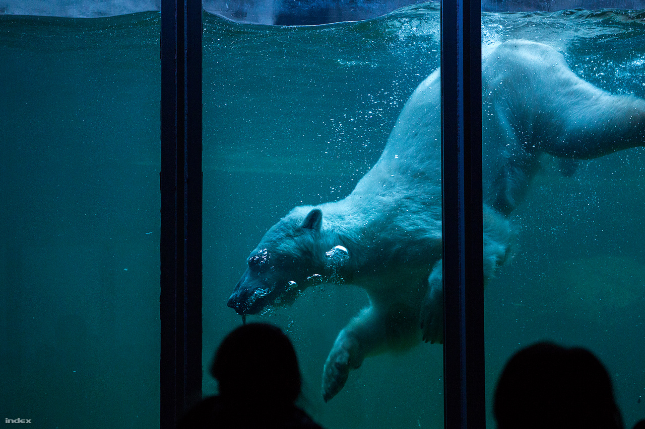 Jegesmedvék már az 1800-as évek végén is éltek a Budapesti Állatkertben. Nagyon nehezen tudták őket szaporodásra bírni, csak 1933-ban született meg az első életben maradt jegesmedvebocs, ami világviszonylatban is jelentős esemény volt. Mivel a természetben az anyamedve beássa magát a hóba, ahol csöndben és sötétben tölt hosszú hónapokat, a gondozók rájöttek, hogy biztosítani kell a nösténynek a szükséges intimitást. Ezért egy sötét "szülőszobát" alakítottak ki, ahol az ajtót se nyitották rá a vemhes állatra. A trükk bevált.