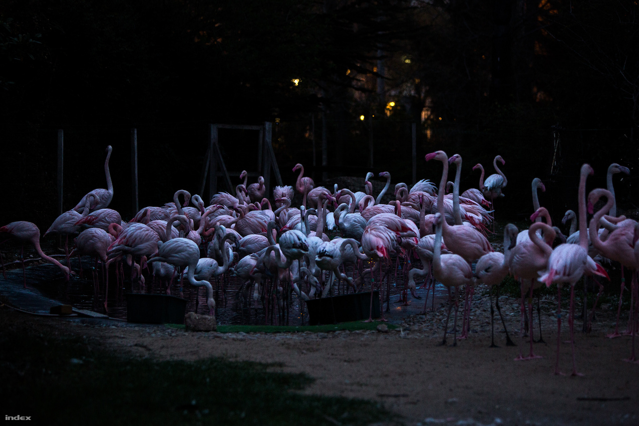 A flamingók a természetben az alfa- és béta-karotinban gazdag apró rákok elfogyasztásától lesznek rózsaszínek. Az állatkerti társaik étrendjét a pirospaprika előállításának egy melléktermékével színesítik, így lehetnek ők is rózsaszínek. A flamingók nagy csapatban járják násztáncukat. Régebben kevesebb egyed élt nálunk, így félénkebben is voltak. Az ő párzási kedvüket a furfangos gondozók tükrök felállításával próbálták meg növelni, sikerrel.