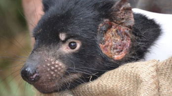 A tasmán ördög együtt tud élni a rákkal