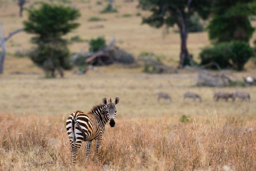Azt hitték, csak meghempergett a porban, de egészen mástól lett furcsa a zebra külseje