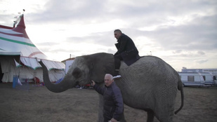 Félelem és rettegés: Gáspár Győző felült egy elefántra