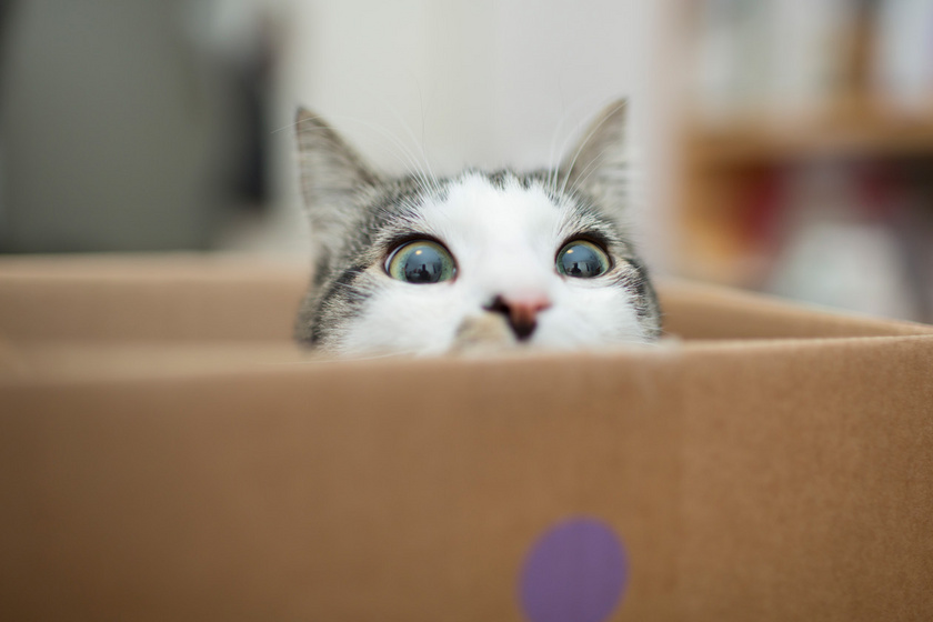 Miért vonzódnak a macskák a dobozokhoz? 10 szokás, amivel üzennek a kedvencek