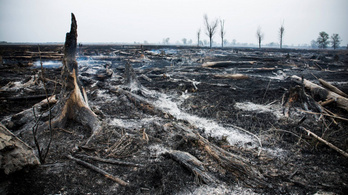 300 hektár nád égett le Fonyódon, az összes hüllő elpusztult