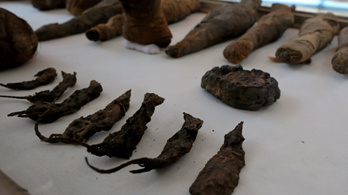 Mumifikált macskát és egereket is találtak egy frissen feltárt egyiptomi sírban