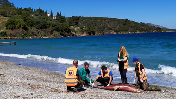 Török hadgyakorlat okozhatta a tömeges delfinpusztulást a görög partoknál