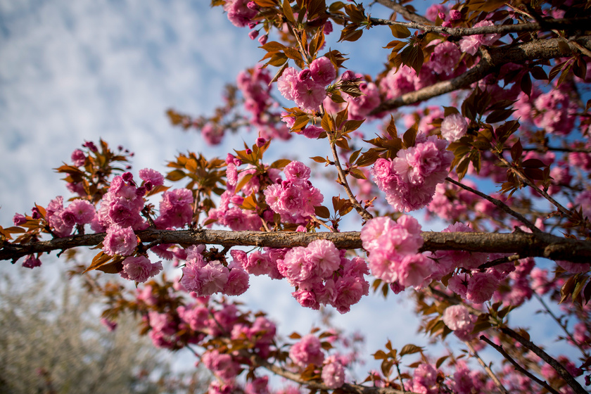 Ámulatba ejtően szép a cseresznyevirágzás itthon: friss fotókon a magyar sakura