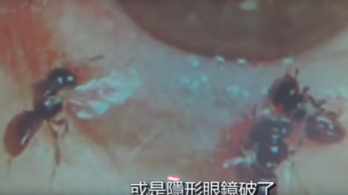 Négy méhet szedtek ki egy tajvani nő szeméből
