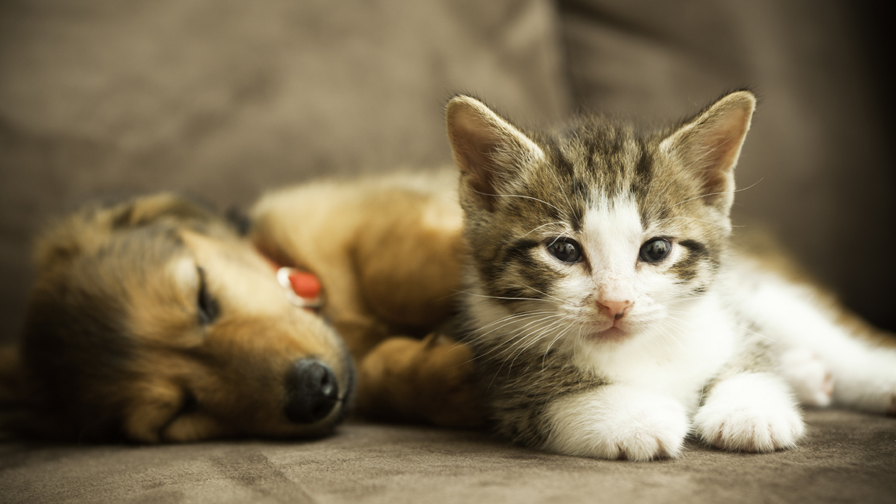 Veszélyes-e az emberre a kutya és macska férgesség? | Bayer márkaoldal