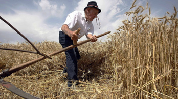 Nem az ősmagyar gabona fogja megváltani a mezőgazdaságot