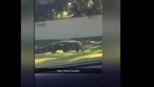 Éhes és begerjedt aligátorok lepték el a floridai otthonokat, medencéket