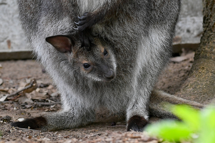 Tündéri, ahogyan kukucskál anyja erszényéből a debreceni kengurubébi