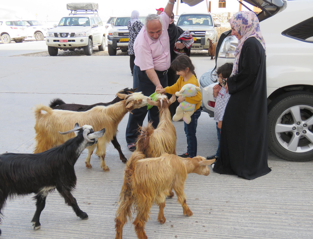 Kéregető kecskék a Wadi Shab tengerparti parkolójában. A család szemlátomást számított rájuk, hiszen hoztak nekik friss salátaleveleket. 