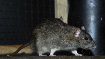 Több fideszes sem ment el megszavazni Tarlósék patkányügyi javaslatát