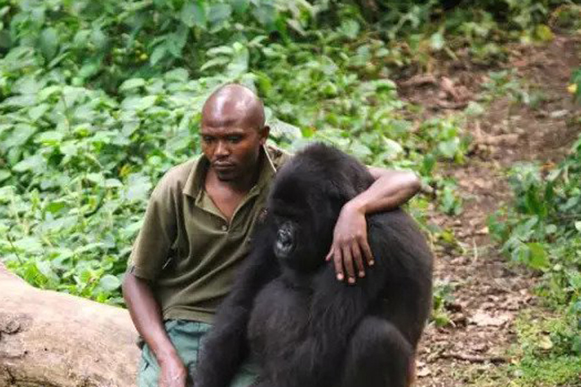 Hihetetlen, mire veszi rá a gorillákat a vadőr: ámulunk a fotóin