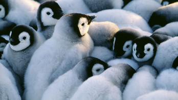 Több ezer császárpingvin-fióka fulladt meg az Antarktisznál
