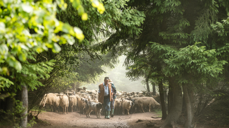 A biodiverzitás kulcsa a pásztorok kezében van