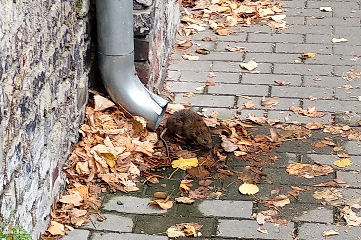 "We were walking around the area where my flat is in Turbina street in the XIII. district with my girlfriend, when we (almost literally) stumbled upon this rat."