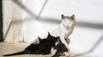 Az ausztrál kormány 2 millió kóbor macskát ölne le mérgezett kolbásszal