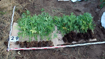 Kannabisz ültetvényt találtak Kiskunfélegyházán