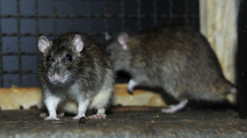 Háromszázmilliós pluszforrásból sem ígérik a patkánykérdés megoldását