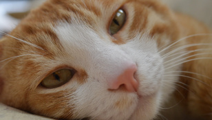 16 jel, amiből kiderül, boldog-e a macskád