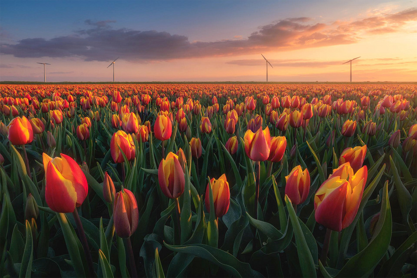 Láttad már Európa kertjét? Csodaszép tulipánok borítják több hektáron át