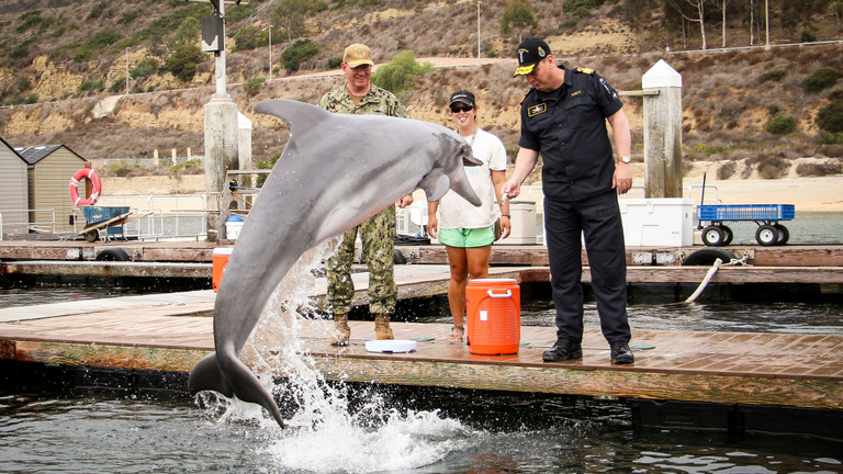A harci delfinek kora nem áldozott le a hidegháborúval