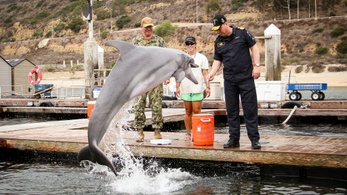 A harci delfinek kora nem áldozott le a hidegháborúval