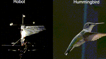 Kolibriktől tanult repülni egy robot