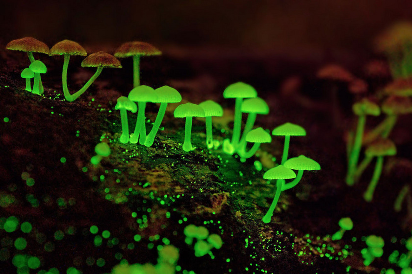 Shikoku erdeje elvarázsolt világ: világító gombái fantasztikusan szépek