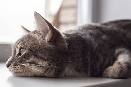 5 jel, amiből kiderül, ha depressziós a macskád