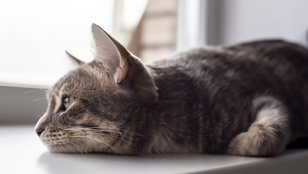 5 jel, amiből kiderül, ha depressziós a macskád