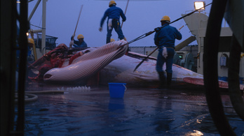 Japán környezetvédők bírósághoz fordultak a bálnavadászat leállítása miatt