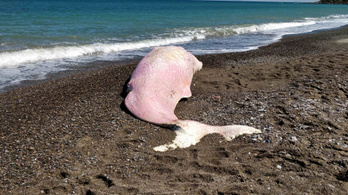 Műanyaggal volt tele a Szicíliában partra vetődött bálna gyomra