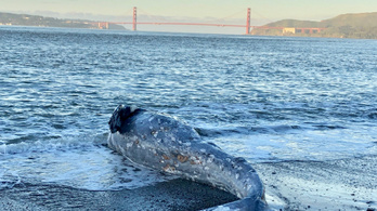 Nem bírják a globális felmelegedést a partra vetődő bálnák