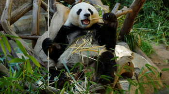 A Huawei-háború a pandákat sem kíméli