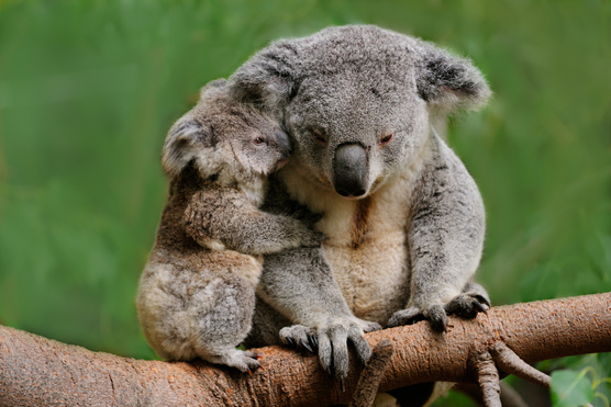 A koalákat is a kihalás szélére sodortuk?