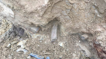 Különleges, egyelőre ismeretlen dinófajt találtak Denverben