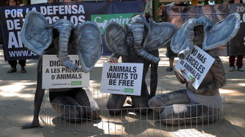 A barcelonai állatkertben ezentúl minden megszülető állatot szabadon kell engedni