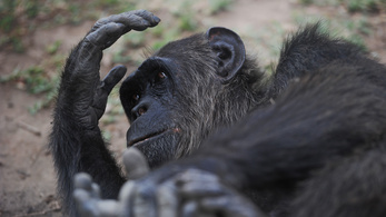 A csimpánzok a fához csapják, majd megeszik a teknősöket
