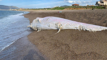 Egy hét alatt öt elpusztult bálna vetődött partra Szicíliában