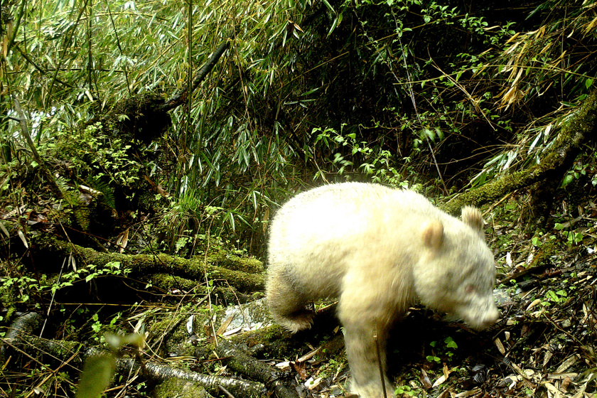 Furcsa állatról készített felvételt a nemzeti park kamerája: most először sikerült lefotózni