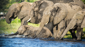 Hollywoodi PR céget bérelt fel Botswana, hogy meggyőzzön, nem is olyan rossz az elefántvadászat