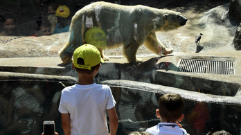 Akkora a hőség Moszkvában, hogy jéggel töltik meg a jegesmedvék ételét
