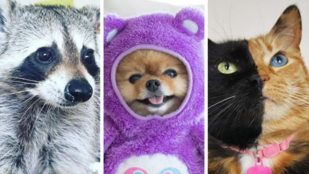 7 háziállat, akikből Instagram-sztárok lettek