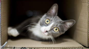 A kvantumfizikusoknak végre sikerült megmenteniük Schrödinger macskáját