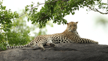 Leopárd ölt meg egy kétéves gyereket Dél-Afrikában