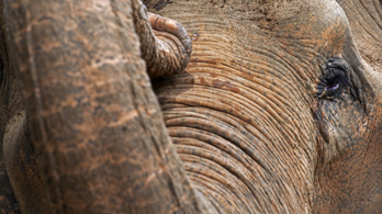 Megmérgeztek három elefántot egy olajpálma-ültetvény mellett