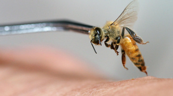 A kutató, aki saját magán tesztelte, hol fáj a legjobban a méhcsípés
